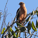 Caracara à tête jaune