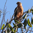 Caracara à tête jaune