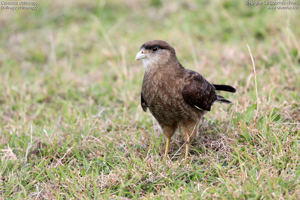 Chimango Caracara