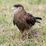 Caracara chimango