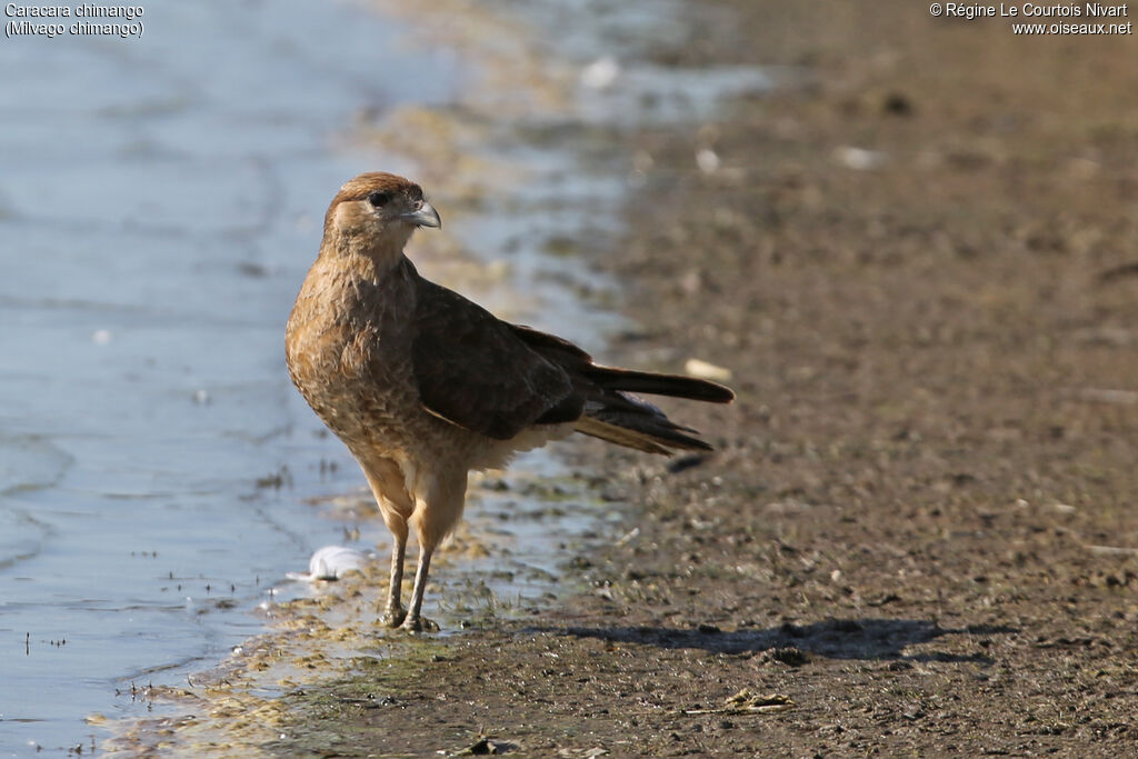 Chimango Caracara