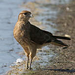 Caracara chimango