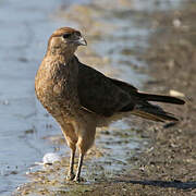 Chimango Caracara