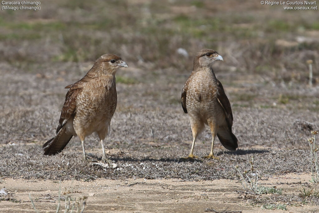 Caracara chimango