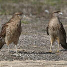 Caracara chimango