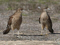 Chimango Caracara