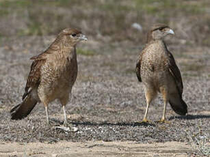 Caracara chimango