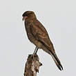 Caracara chimango