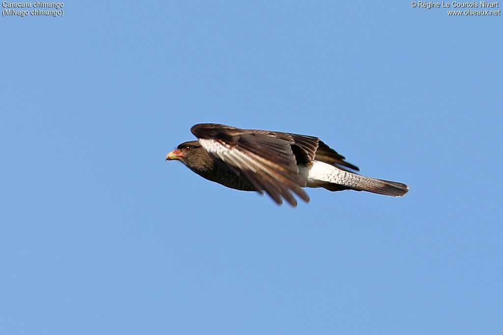 Caracara chimango