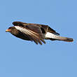 Caracara chimango