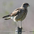 Caracara chimango