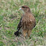 Caracara chimango