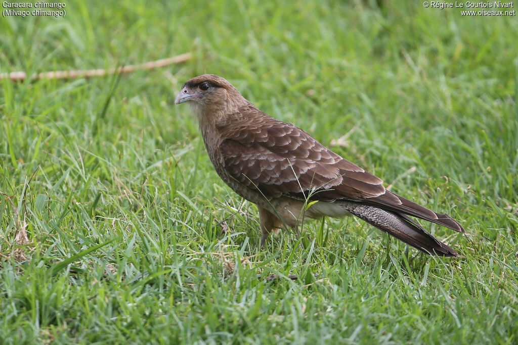 Caracara chimango