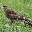 Caracara chimango