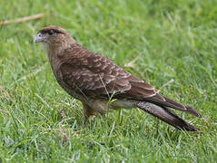 Chimango Caracara