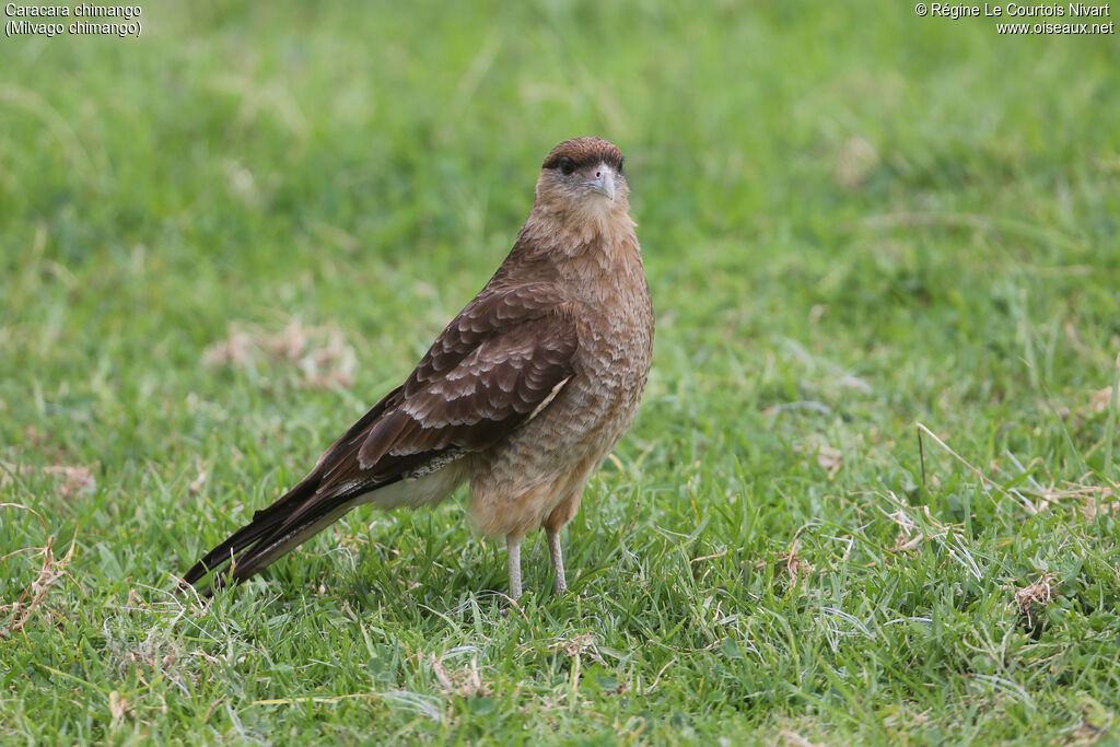 Caracara chimango