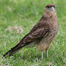 Caracara chimango
