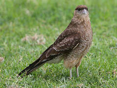 Chimango Caracara