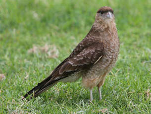 Caracara chimango