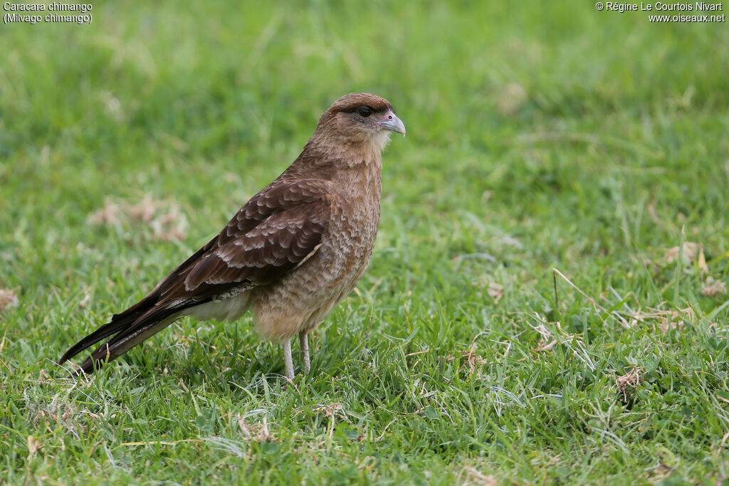 Caracara chimango