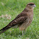 Caracara chimango