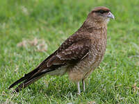 Caracara chimango