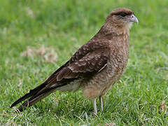 Chimango Caracara