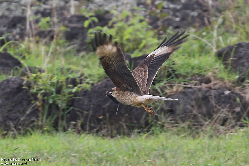 Chimango Caracaraadult, fishing/hunting