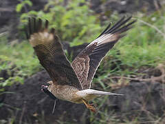 Chimango Caracara