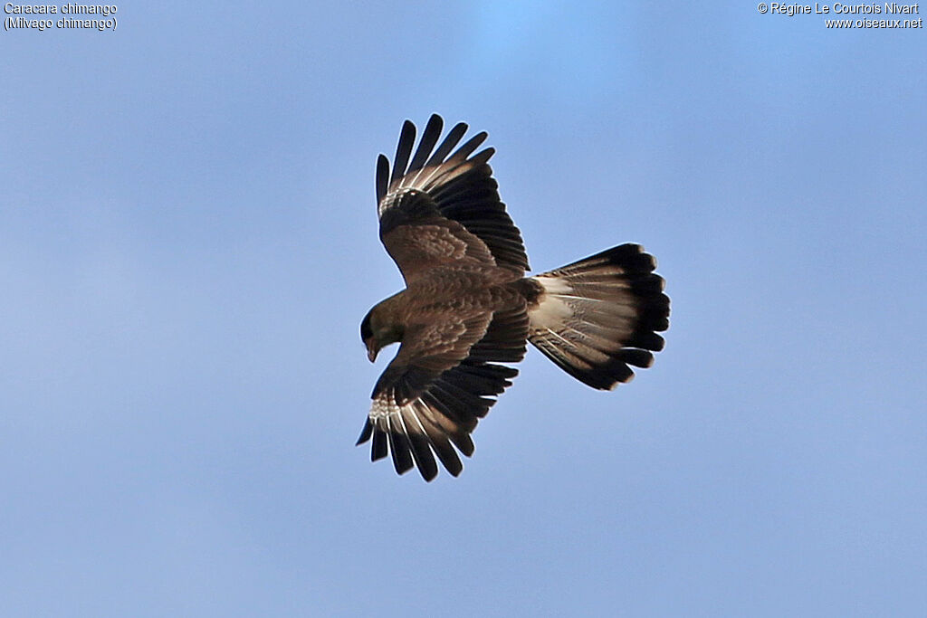 Chimango Caracara