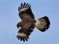 Chimango Caracara