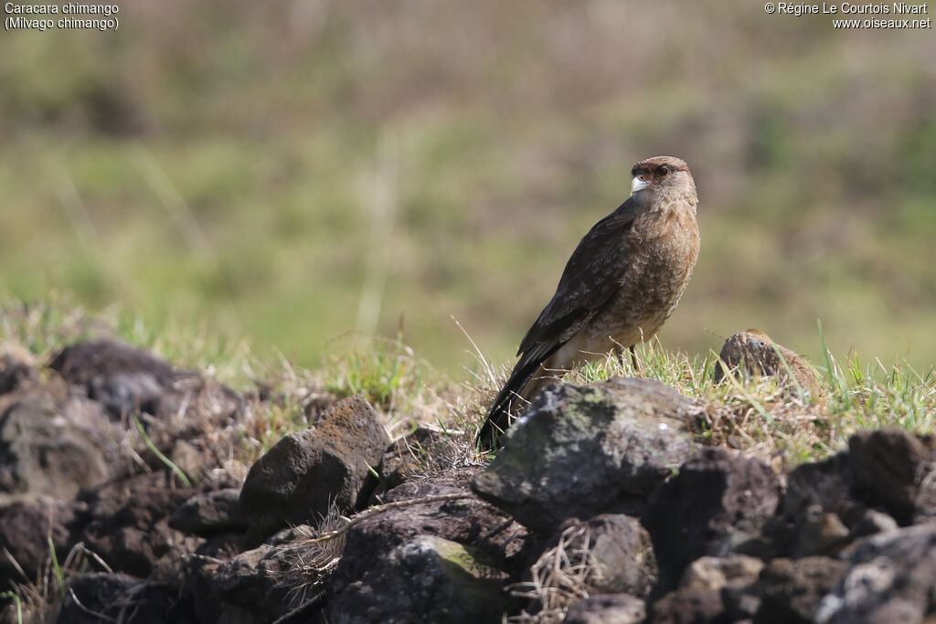 Chimango Caracara