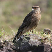 Chimango Caracara