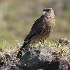 Caracara chimango