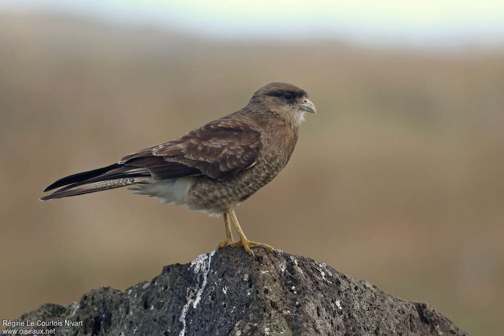 Chimango Caracara, identification