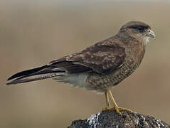 Caracara chimango