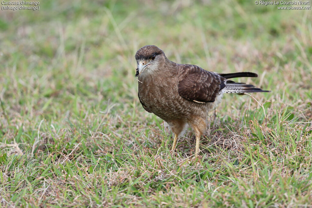 Caracara chimango