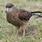 Caracara chimango
