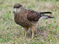 Chimango Caracara