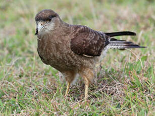 Caracara chimango