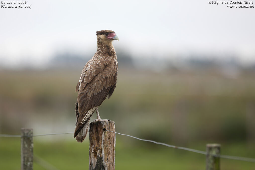 Caracara huppé