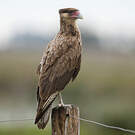 Caracara huppé