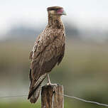 Caracara huppé