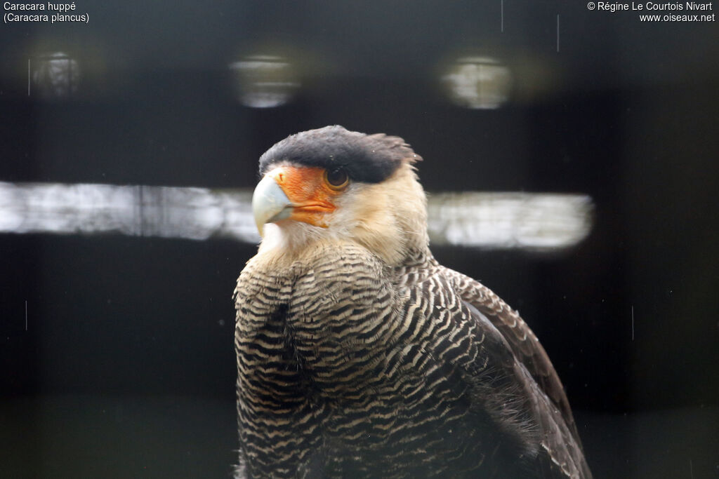 Caracara huppé