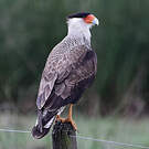Caracara huppé