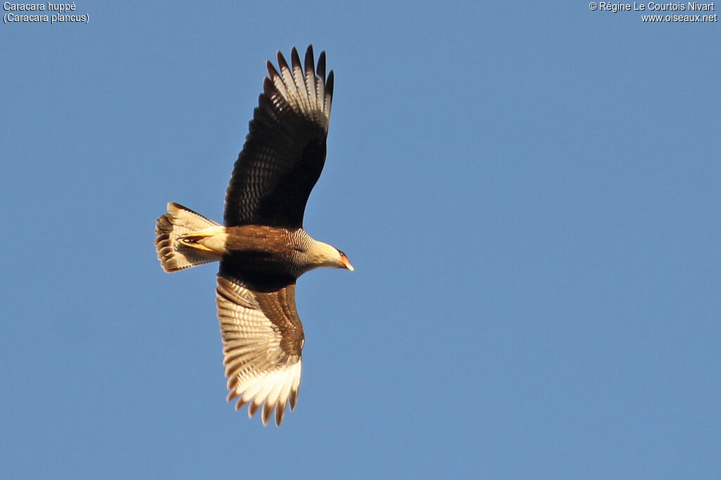 Caracara huppé, Vol