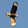 Caracara huppé