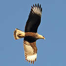 Caracara huppé