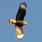 Caracara huppé