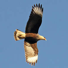 Caracara huppé